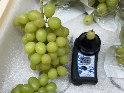 【クール便】山梨県産ぶどう【シャインマスカット】1kg〜1.2kg前後(2〜3房) 種なし