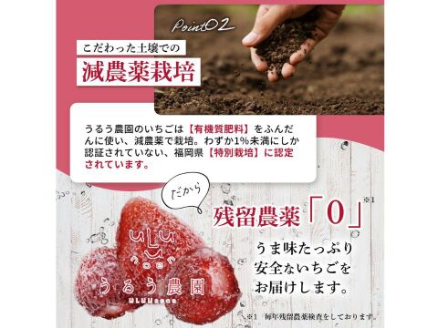 【冷凍いちご】あまおういちご たっぷり 1㎏