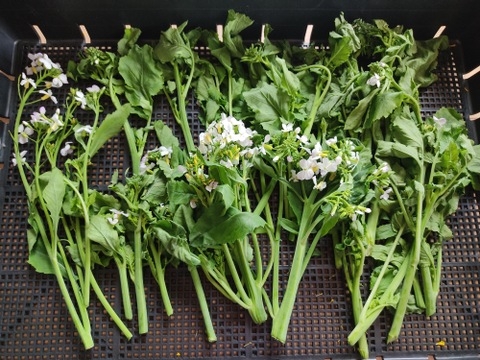 ✨農家の贅沢「菜花仕立ての大根花」約1kg｜ほろ苦やわらか春野菜（農薬・化成肥料不使用）✨