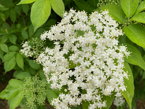 🌱エルダーフラワーコーディアル🌱岡山県産エルダーフラワー 「Kocomo's Elderflower Cordial」300ml