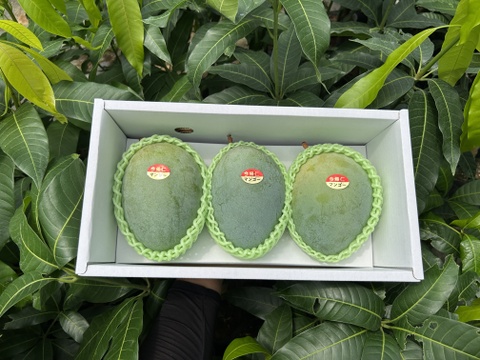 【贈答用】沖縄県産キーツマンゴー　2kg（2~3玉）