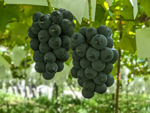 千房に一房の出会い【ラグジュアリーギフト】ナガノパープル約700g（1房）長野県認証/特別栽培同基準（信州の環境にやさしい農産物認証50）