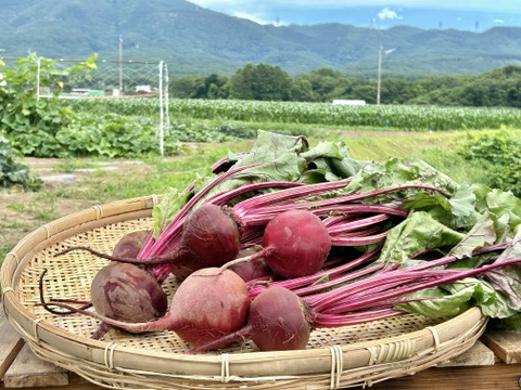 信州産ビーツ】20kg 【有機肥料使用・化学農薬不使用】 【公式通販】