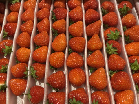 毎年1番人気！【訳ありお買い得！】サイズ、品種お任せ！不揃いイチゴ