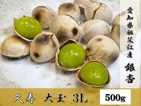 【秋の味覚】苦味が少ない、もっちもち祖父江銀杏【久寿】大玉３Ｌ５００ｇ（約120粒程度）