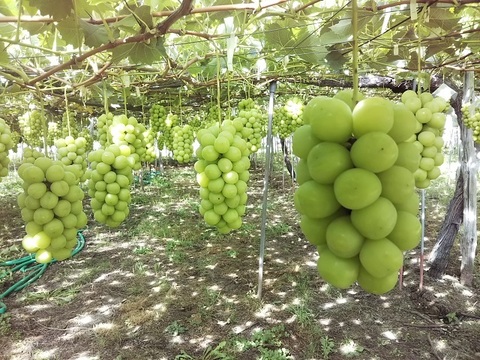 お得に食べ比べ！ご家庭用シャインマスカット＆クイーンニーナ　2㎏