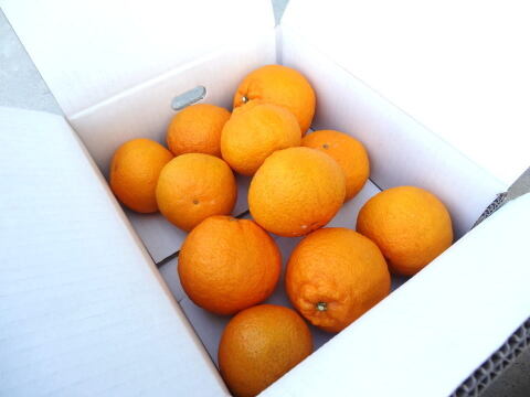 【２箱まとめ買い】過去最高糖度は１８度！プリッと果肉で食べ応え十分！樹上完熟させた濃厚な甘みの不知火！「甘熟デコ（あまじゅくでこ）」　サイズ混合　お試し品　約３ｋｇ２箱セット【433-2】