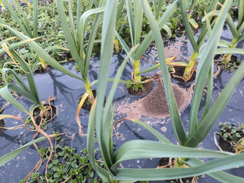 埼玉育ち！みんなのニンニク（嘉定種）500g