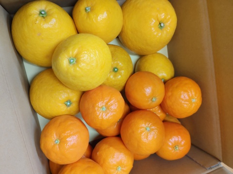 季節の柑橘【食べ比べ】2kg（箱込）