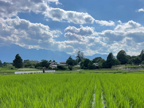 【令和7年産・新米】栽培期間中農薬不使用【亀の尾】白米・4kg　あっさりとした上品な味わい　こぴっと米