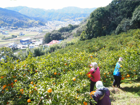 【ご予約受付中】【2月上旬以降|順次発送予定】甘夏【家庭用(訳あり)】5kg 313-3