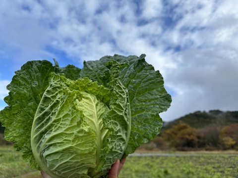 新鮮直送！彩り旬の野菜セット（８～１０品目）