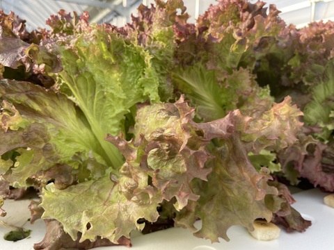 シャキッと新鮮！サニーレタス(ロロロッサ)1kg(500gｘ2p)