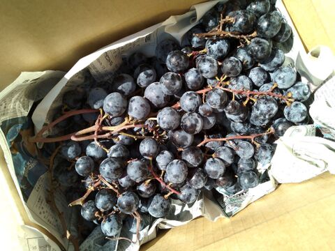 【限定５箱!!】「マスカット・ベリーA」（1kg）〔栽培期間中農薬不使用〕