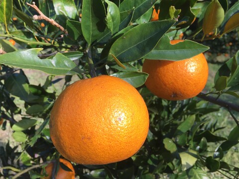 果汁たっぷり奄美産タンカン（ご家庭用・5kg）