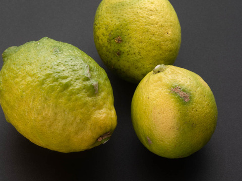 【広島県産】瀬戸田しまなみレモンC品(5kg) 栽培期間中農薬不使用