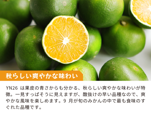 YN26（みかん）家庭用5kg｜和歌山で生まれた温州みかんの有望品種を産地直送でお届け