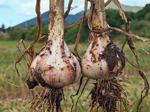 《香りバツグン》フレッシュにんにく１KG 五島列島産 自然農業での栽培