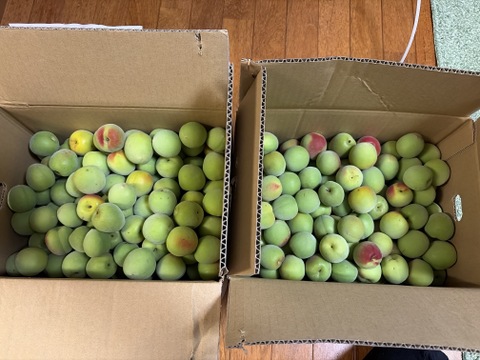 【予約受付中】紀州南高梅 青梅 10kg（5kg×2箱）大粒 2L〜3L 有田川町産｜5月下旬より発送