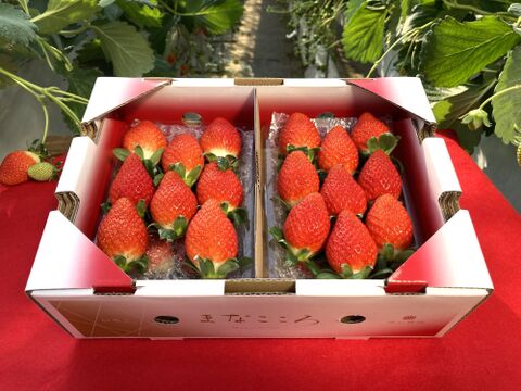 ㉓真心農園　べにたま【葵】化粧箱２パック入り　ご贈答でも好まれます！