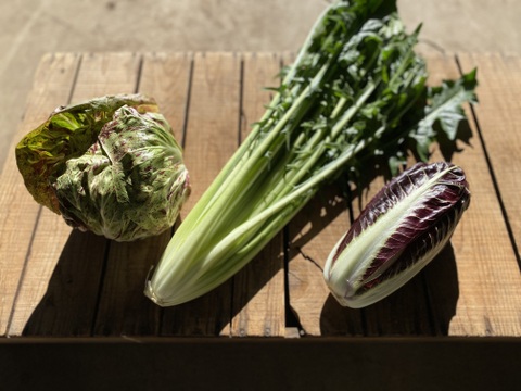 農薬・化学肥料不使用！彩り豊かなチコリー３種、5個入セット！