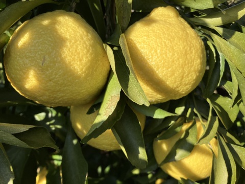 愛媛県八幡浜市産　はるか（8キロ）