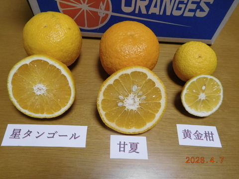 初夏の味覚３種「食べ比べ」甘夏・黄金柑・星タンゴール　　　約5.0㎏