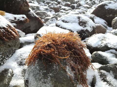 おいしさふわっと香る！焼尻島天然手摘み『寒ふのり』13g×2袋