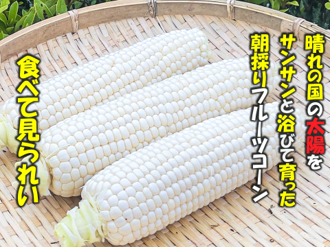 【朝採れ！早期予約で1本おまけ】晴れの国岡山県産！太陽の恵みたっぷり！甘い、甘すぎる！朝採り極甘ホワイトフルーツコーン10本+おまけ1本の11本セット【6月下旬から発送予定、なくなり次第終了】