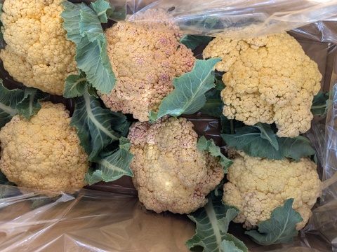 小ちゃい🟡オレンジちゃん