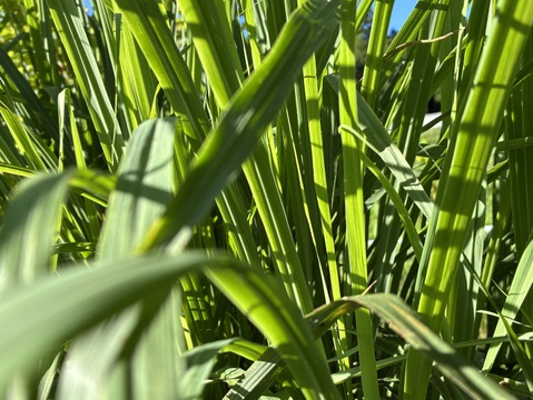 摘みたてレモングラス200g