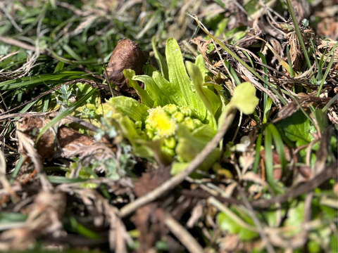 旬をいただく！愛知県豊田市旭産　天然ふきのとう 200ｇ