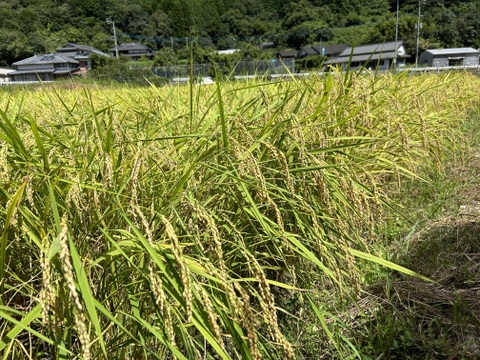 新米令和6年産　甘くてもちもち！九州天草山間地清流米(コシヒカリ３キロ)