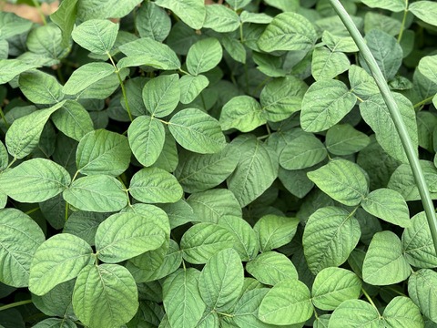 【予約開始】朝採れ枝豆 神風香 枝付き500g｜東京都産・茶豆風味