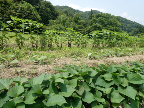 冬の芋類４種バラエティセット（4kg）さつまいも・里芋・菊芋・ヤーコン