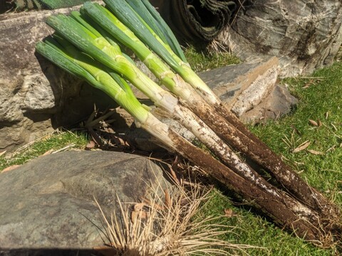 🎊TBS大泉サンド出演記念キャンペーン🎊多くの声により遂に解禁！寛永鶴見ブランドオールスター野菜BOXお得な詰め合わせセット！高級志向のあなたへ贈る特別な野菜ボックスお試し約1kg