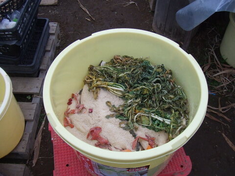 たくあん用干し大根20本