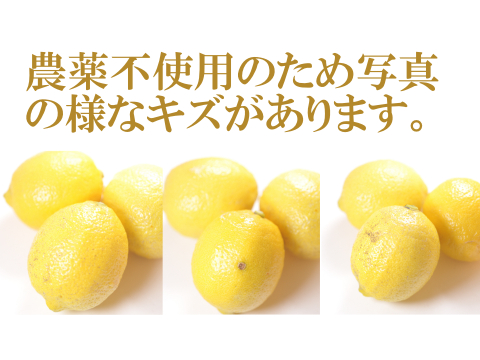 農薬不使用　完熟　瀬戸内レモン愛媛中島産　朝摘み発送！