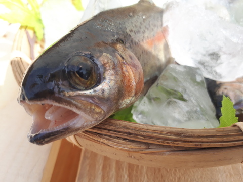 虹の味わい ニジマス B 鳥取県産 食べチョク 農家 漁師の産直ネット通販 旬の食材を生産者直送