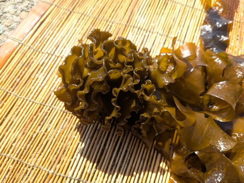 【希少！天然物！】山陰産「生１本ワカメ」※めかぶ・茎 付き　1kg
