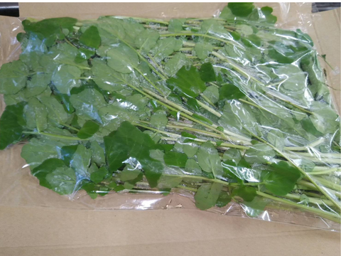 秋～冬限定】クレソン２００ｇ【ネコポス配送】　要注意事項確認