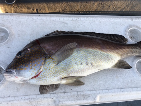 【活き締め】コロダイ4kg〜5kg 刺身用