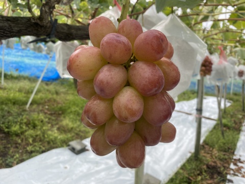 訳あり)着色不足でも高糖度☆クイーンルージュ約2kg(4〜6房)☆長野県