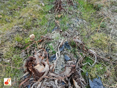 皮ごと茹でて✨美味しい ✨小ぶりな里芋1kg(セレベス:赤目芋)｜農家直送✅｜家庭用🎁❗️