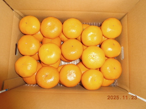 🍊伊豆産　今が旬！とろける甘さ　早生温州みかん 　　　　　　風袋込み約5.0kg