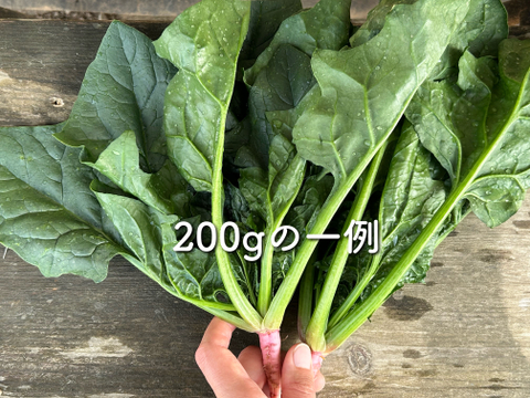 500g [信州産]アクがなく柔らかい春の根付きほうれん草