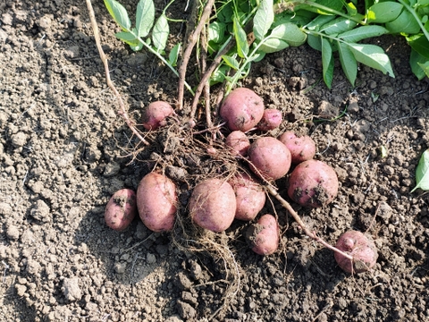 【栽培期間中　農薬不使用】いいとこどりのじゃがいもセット★デジマ&アンデスレッド（2kg）