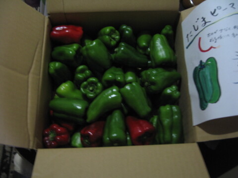 【子供も喜んで食べる🫑】　朝採れ発送！　兵庫県香美町産「たじまのピーマン１ｋｇ」
【敬老の日】