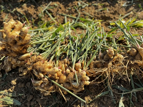 収穫したての新生姜】 熊本のとれたて新しょうが1.5kg。とれたて・露地