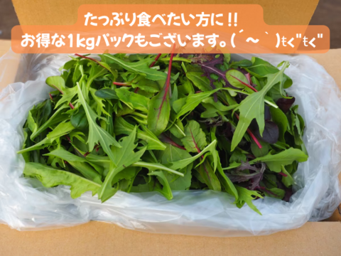 【大容量】プロ用ベビーリーフ 【1kg】